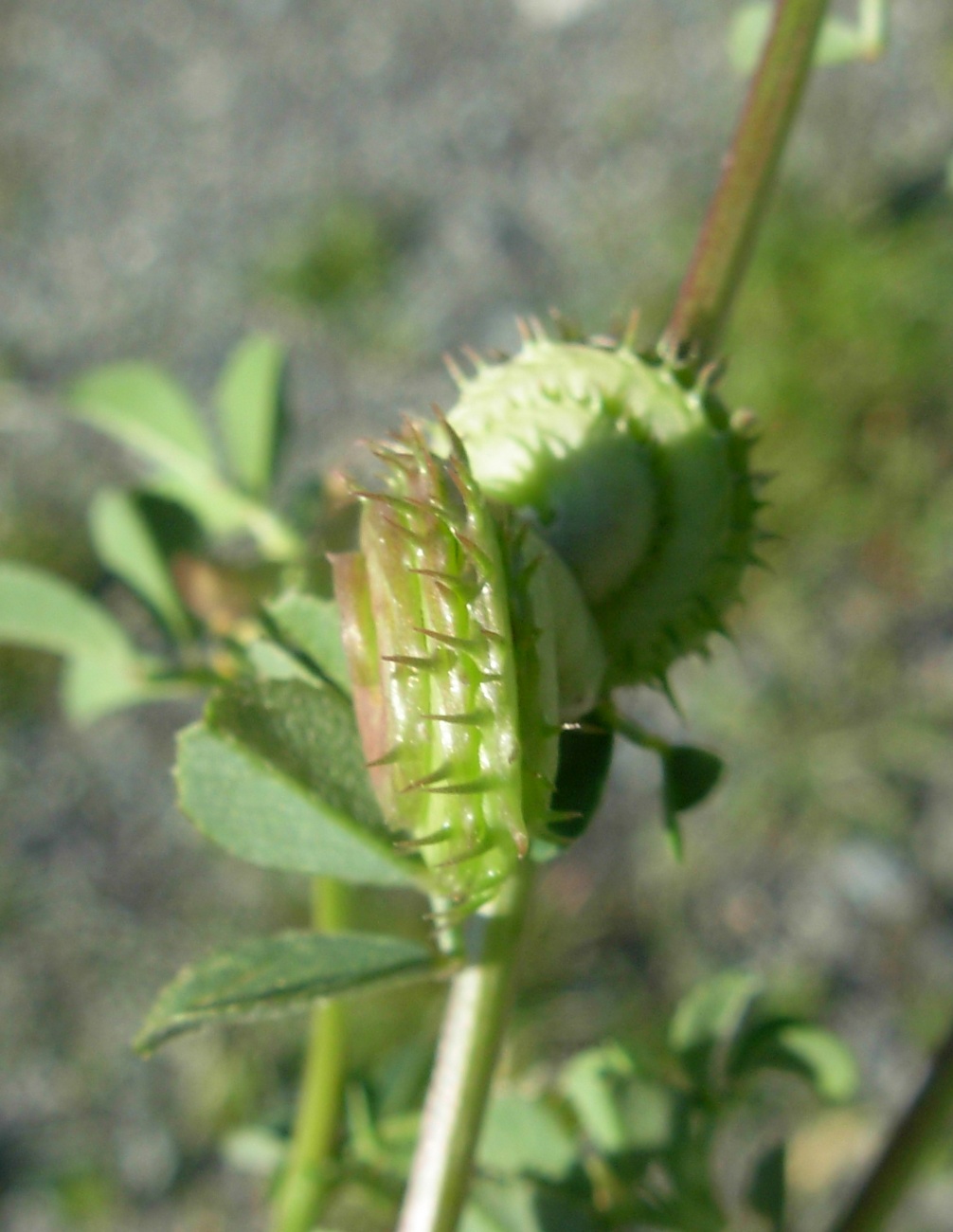 Medicago muricoleptis  / Erba medica sottile